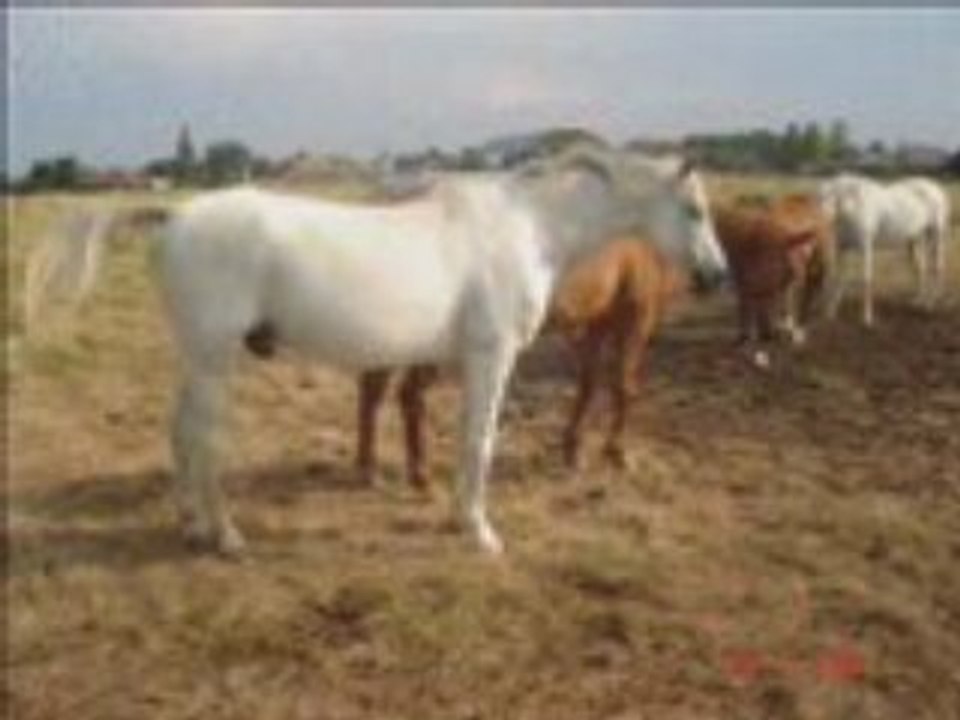 DadOw partiis_0004