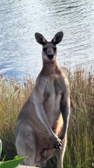Australian kangaroo 🦘