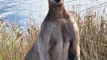 Australian kangaroo 🦘