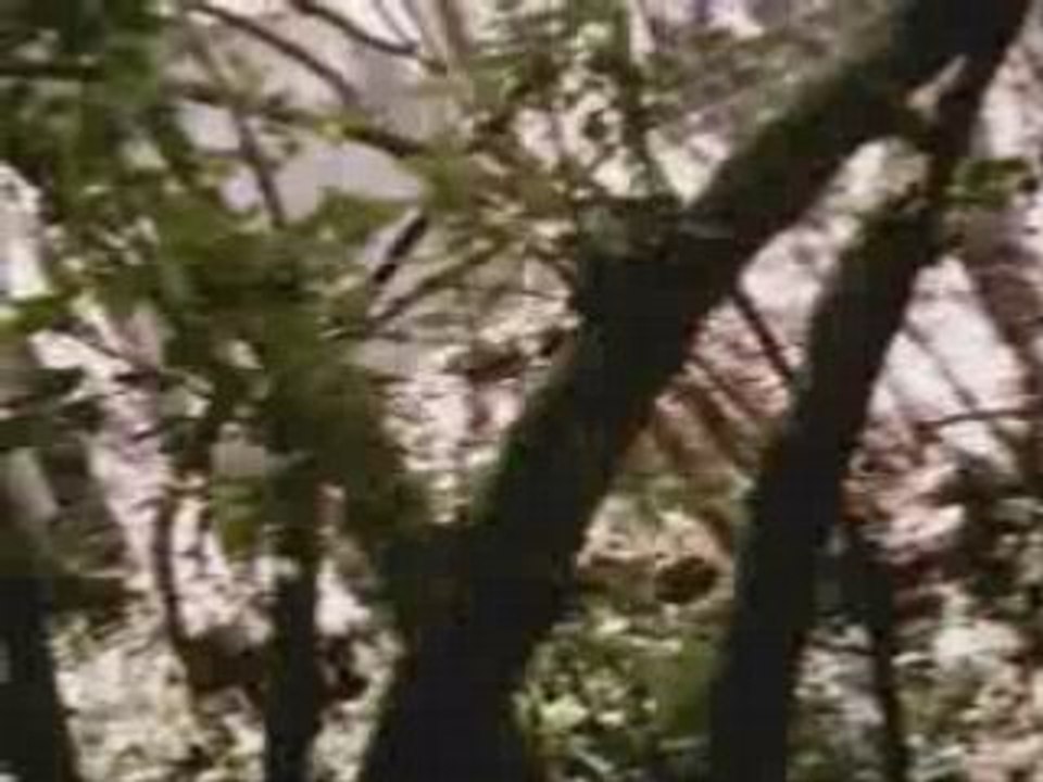 Mastodonte dans les bois