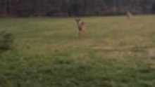 Little Dog Runs To Deer To Play