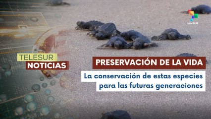 En Nicaragua, cientos de tortuguillos en playas del pacifico