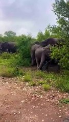 Young bull elephant in musth attacks juvenile  Females quickly surround and protect the youngster. 🔥
