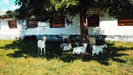 Vantara Sanctuary Stories S01E05