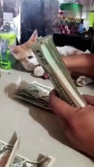 Why need partners when u have a Cat 😺