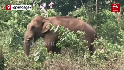 തെരഞ്ഞെടുപ്പ് പ്രചാരണത്തിനിടെ സ്ഥാനാര്‍ഥിക്ക് മുന്നില്‍ കാട്ടാന, പിന്നീട് സംഭവിച്ചത്...