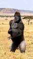 Chimpanzee Dancer#funnymoments #aivideo #dancer #foryo #ai