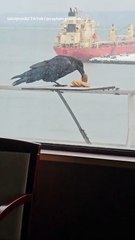 มาดูกันว่าอีกาตัวนี้ จะคาบคุกกี้ไปได้ครบทุกชิ้นไหม