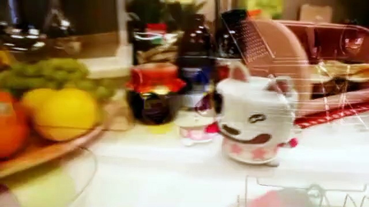 Canimals Dance