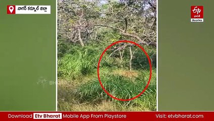 అమ్రాబాద్​ టైగర్ రిజర్వ్​లో సందర్శకులకు పులి కనువిందు