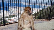 Gibraltar Rock. Barbary Macaque Monkies  photo book 1 photo book