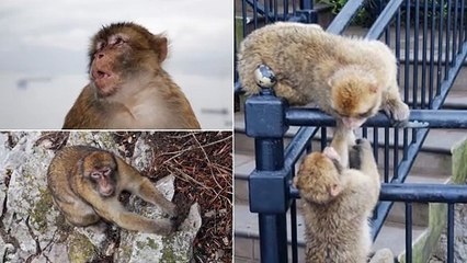 Gibraltar Rock. Barbary Macaque Monkies  photo book 2 photo book