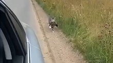 Driver honks loud, cat drops its hunt and gives the angriest stare ever 😼📢🐭💢🚗”   😼