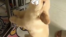 Such a cute puppy🥹🐾❤️ #goldenretriever #puppy #dog #cutedog #dogs #pets #funny #cute #viral #fypシ