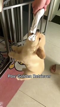 Such a cute puppy🥹🐾❤️ #goldenretriever #puppy #dog #cutedog #dogs #pets #funny #cute #viral #fypシ