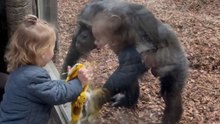 Little twins meet a cheeky chimpanzee at the zoo and enjoy its antics