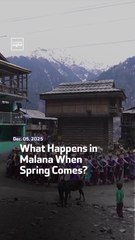 What Happens in Malana When Spring Comes?