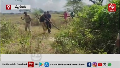 ಮೈಸೂರು: ಜಮೀನಿನಲ್ಲಿ ಭಾರಿ ಗಾತ್ರದ ಹೆಬ್ಬಾವು ಪತ್ತೆ