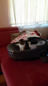 Meet Our New ‘Baby’ 😹👶💛 #cat #cats #baby #funnycats #animals #shorts #cute #funny #trending #viralcats #fyp