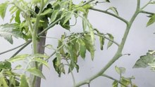 Bitter Gourd (Karela) Has Started Fruiting 🟢