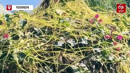 हेल्थ टिप्स: अमरबेल भले दूसरे पौधों पर पले-बढ़े, लेकिन इंसान के लिए बड़ी है फायदेमंद, जानिए गुण