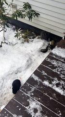 It's sometimes difficult to tell the difference between individual members of the bunny swarm. | #SparklegleamFarm #Bunny #farm #rabbit #farmanimals #cute