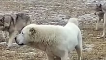 Wolves surrounded an Alabai dog with a pupp