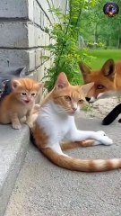 Brave Mother Cat Fights Off Fox to Save Her Kitten