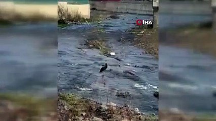 Türkiye'de nadir görülen kara leylek Karabük'te kameralara yakalandı