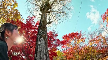 Promenade d’Automne en Kimono | Autumn Walk in Kimono | 風が運ぶ秋の物語