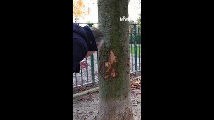 Des dizaines d'arbres mutilés dans le XVI arrondissement de Paris