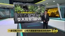 山地大猩猩曾列极度濒危物种   乌干达雨林推动保育计划