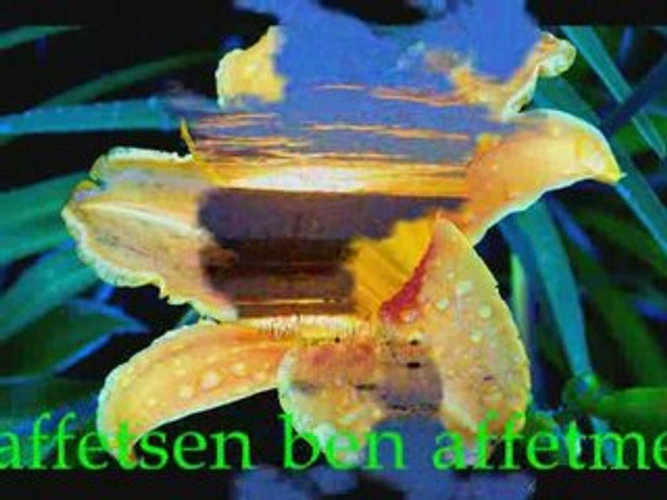 atilla kaya - sen affetsen ben affetmem - gurbetim.free.fr