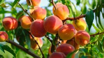 10 Signs Your Peaches Are Ready To Be Harvested