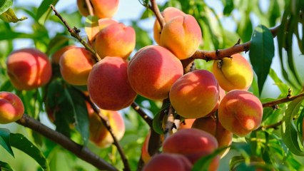 10 Signs Your Peaches Are Ready To Be Harvested