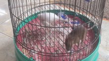 Mouse trying to flee canary cage after causing unexpected mayhem