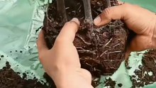 how to grow fig plant from cutting!