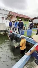 Program Pangan di Balik Dinding Lapas Pekanbaru Panen Perdana 2 Ton Patin