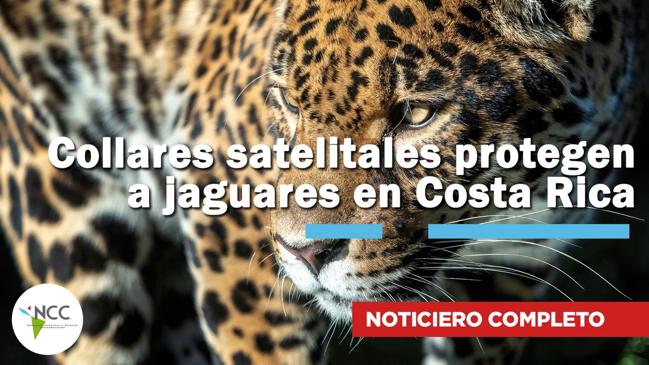 Collares satelitales protegen a jaguares en Costa Rica | 816 | 01 al 07 de diciembre 2025