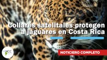 Collares satelitales protegen a jaguares en Costa Rica | 816 | 01 al 07 de diciembre 2025