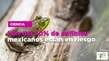 Más del 50% de anfibios mexicanos están en riesgo