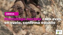 Murciélago nóctulo caza aves en vuelo, confirma estudio