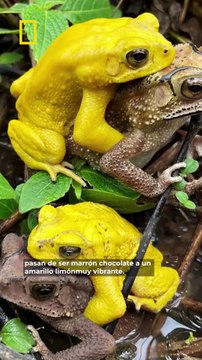 Estos sapos cambian de color para evitar confusiones al aparearse