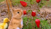 #cute #animal #video #rabbit #trending #new