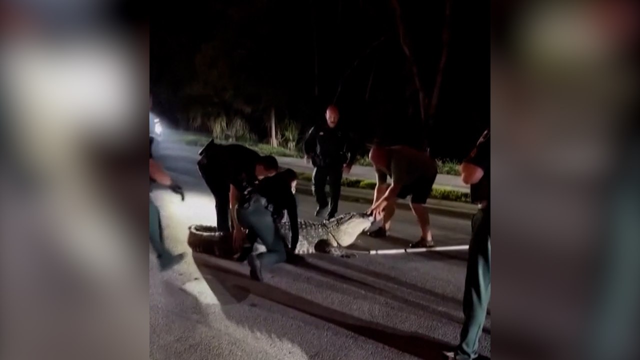 Sorprendente captura de un caimán de grandes dimensiones por la Policía en mitad de la carretera