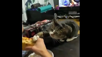 Cats Doing The Funniest Things Ever 😂 | Adorable Reactions (1 hour video)