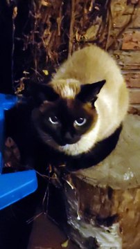 Dinner Done! Time To Relax. Good Night! #shorts #cat #funnny #viralcats #goodnight #cute