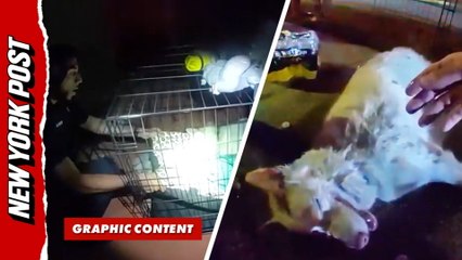 Hero Cop Brings Dog Back to Life After Saving it From House Fire