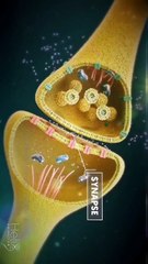 ¿Sabía que el cerebro humano contiene aproximadamente 100.000 millones de células microscópicas llamadas neuronas_ - Más o menos el mismo número de es(