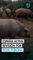 España investigará a cinco laboratorios por la posible fuga del virus de la peste porcina